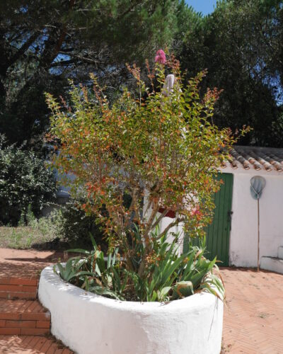 lagerstromia à Noirmoutier