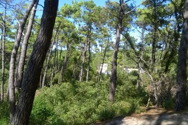 propriété noirmoutier